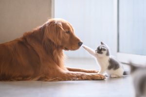 Kitten plays with adult dog